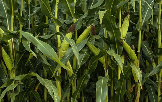 Dryfields