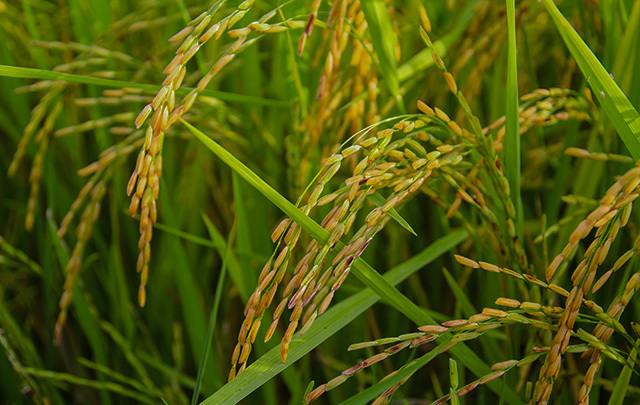 Sugarcn fields